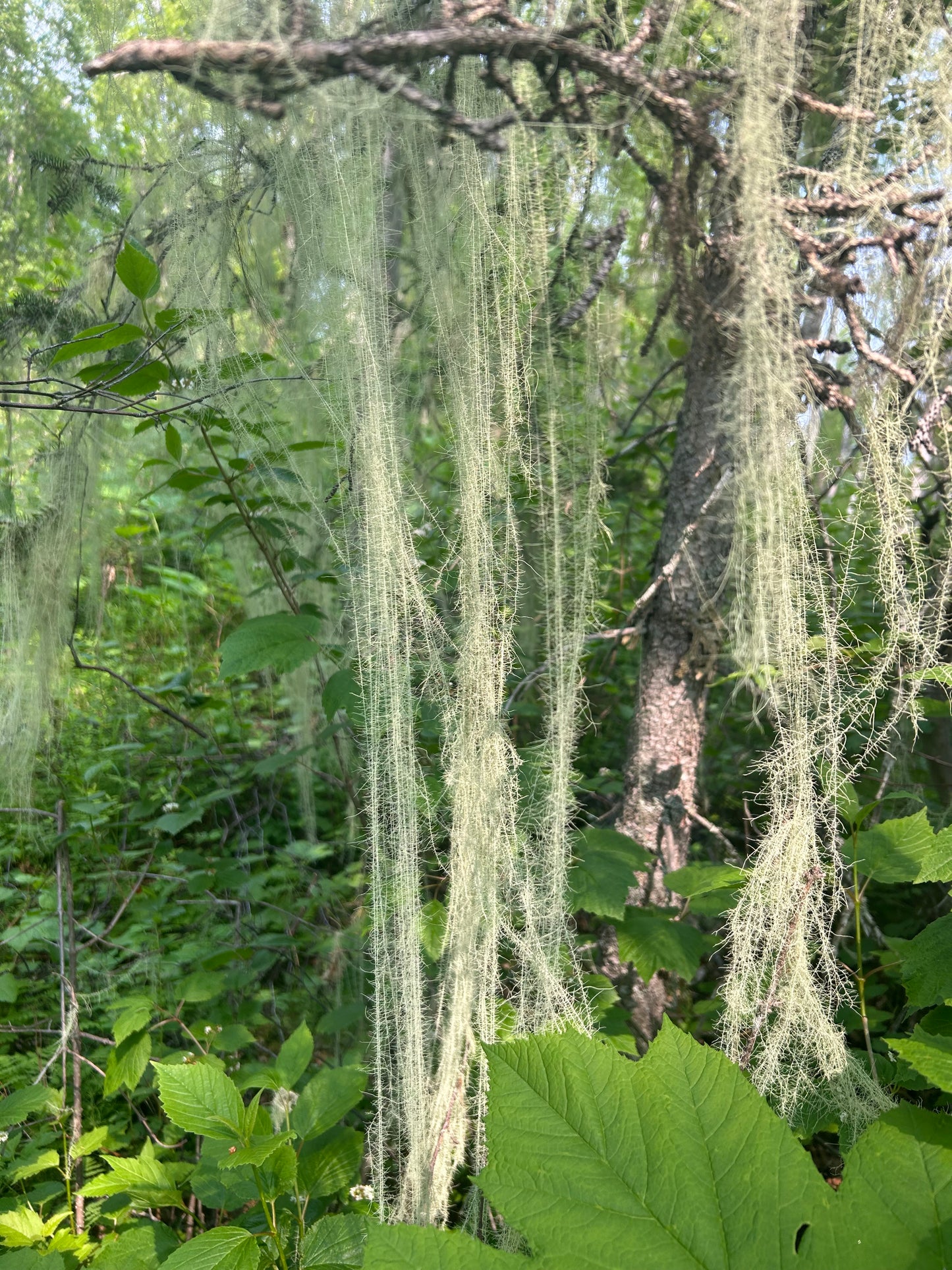 Spruce tip and Usnea Salve