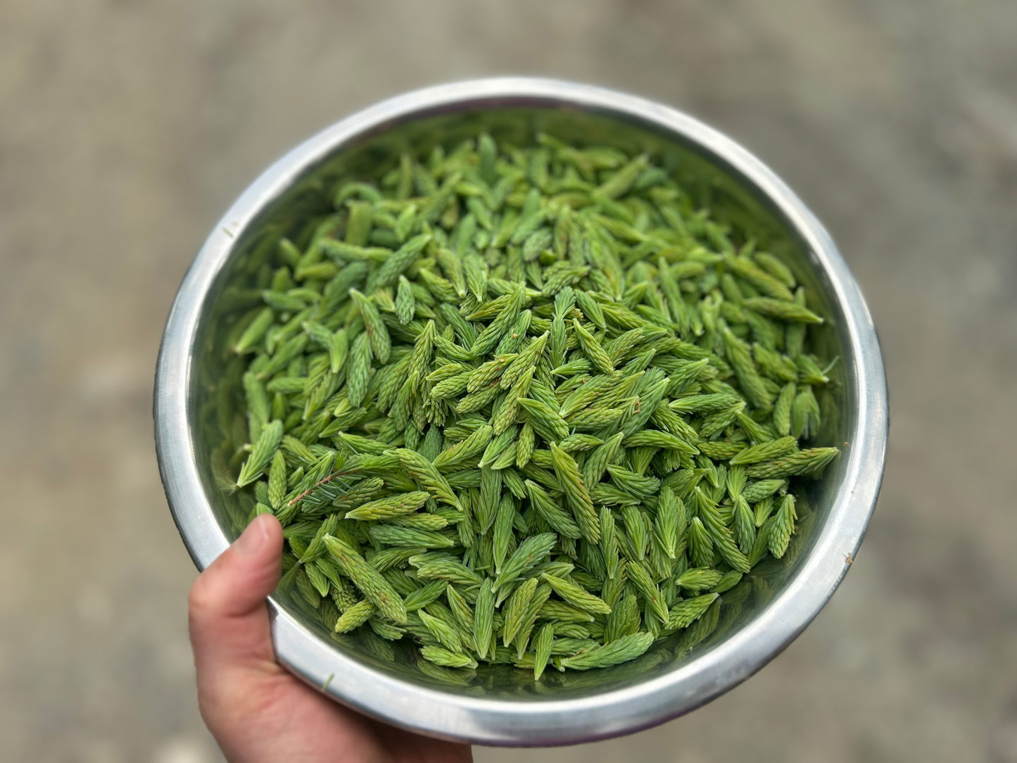 Spruce tip and Usnea Salve