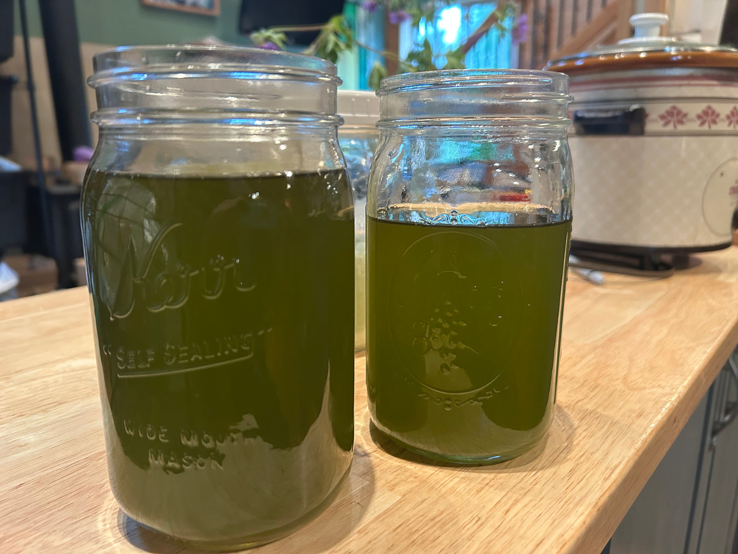 Spruce tip and Usnea Salve