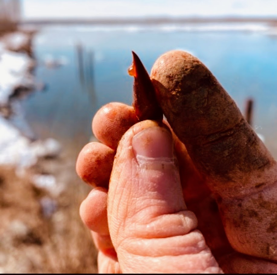 Cottonwood Tallow-Salve
