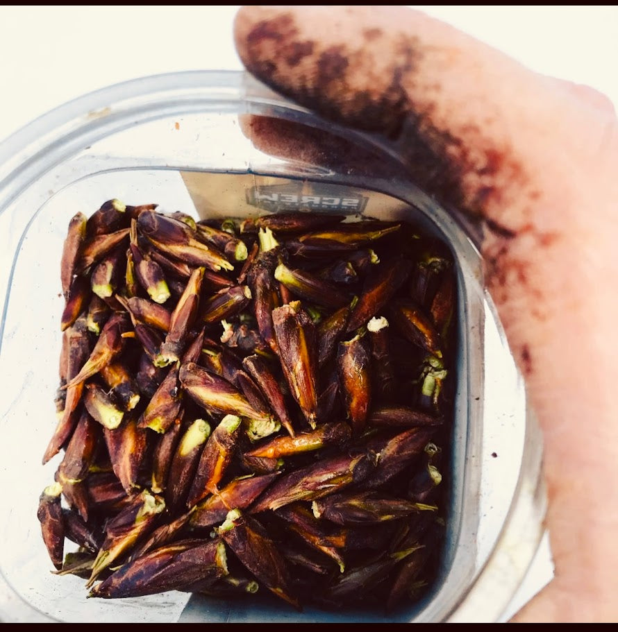 Cottonwood Tallow-Salve